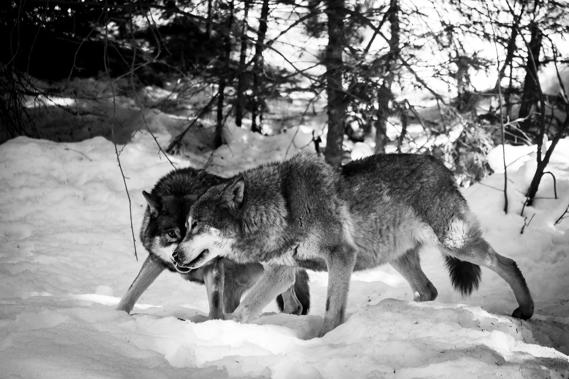 Two gray wolves playing in the snow.